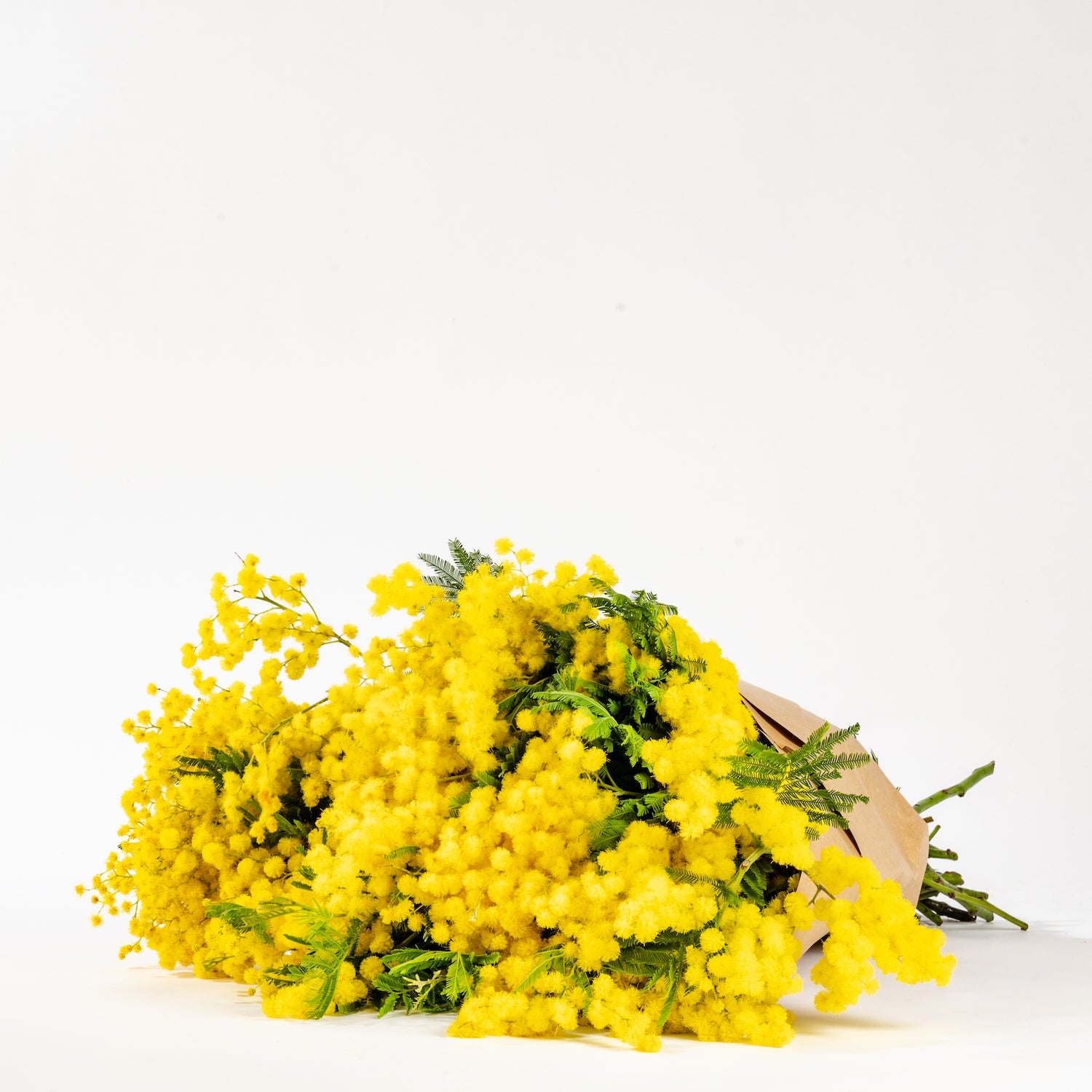 Sunshine Yellow Mimosa