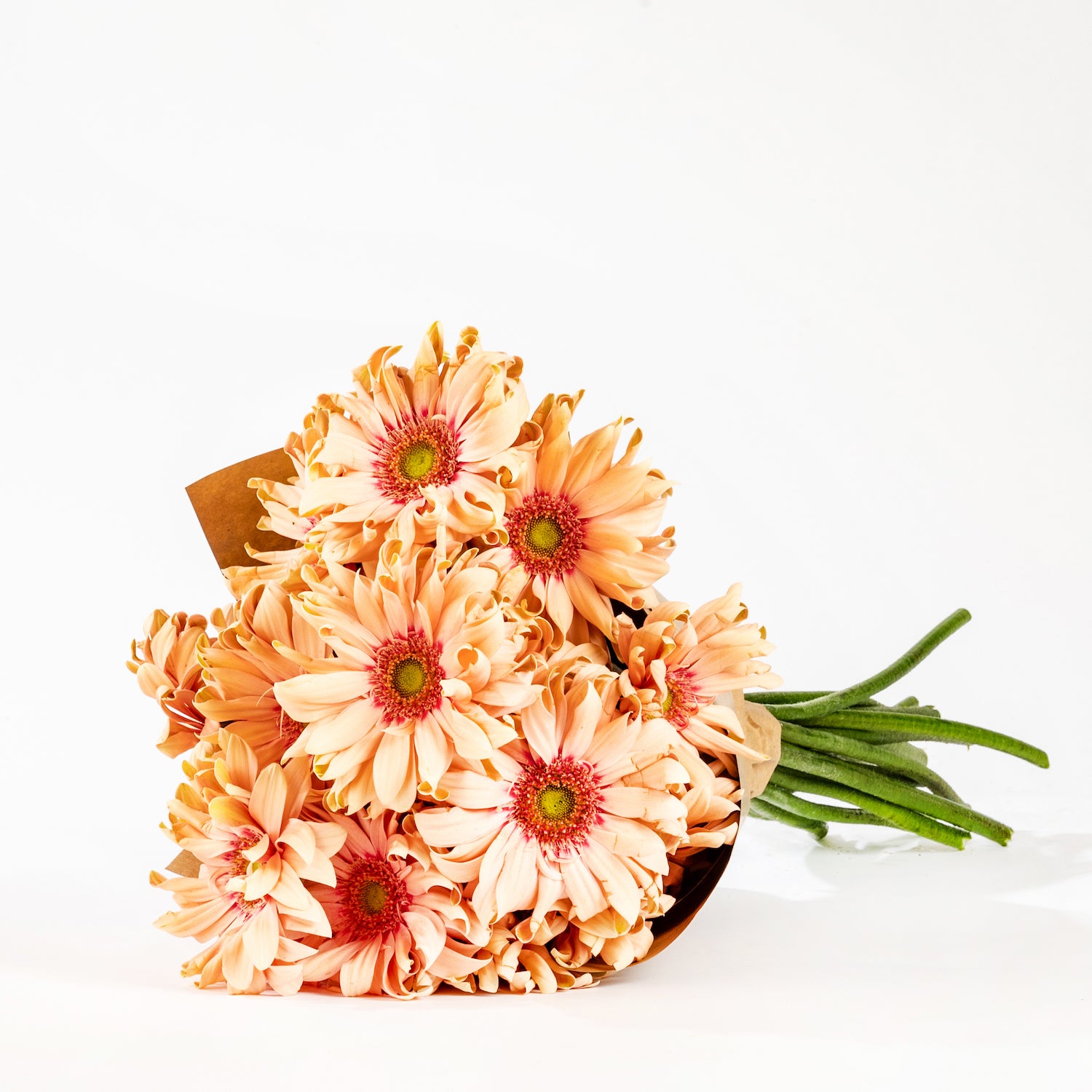 Pastini Gerbera