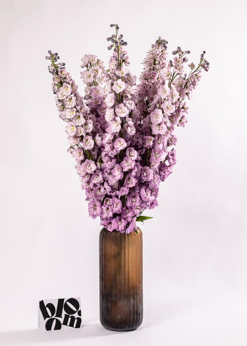 Lilac Delphinium