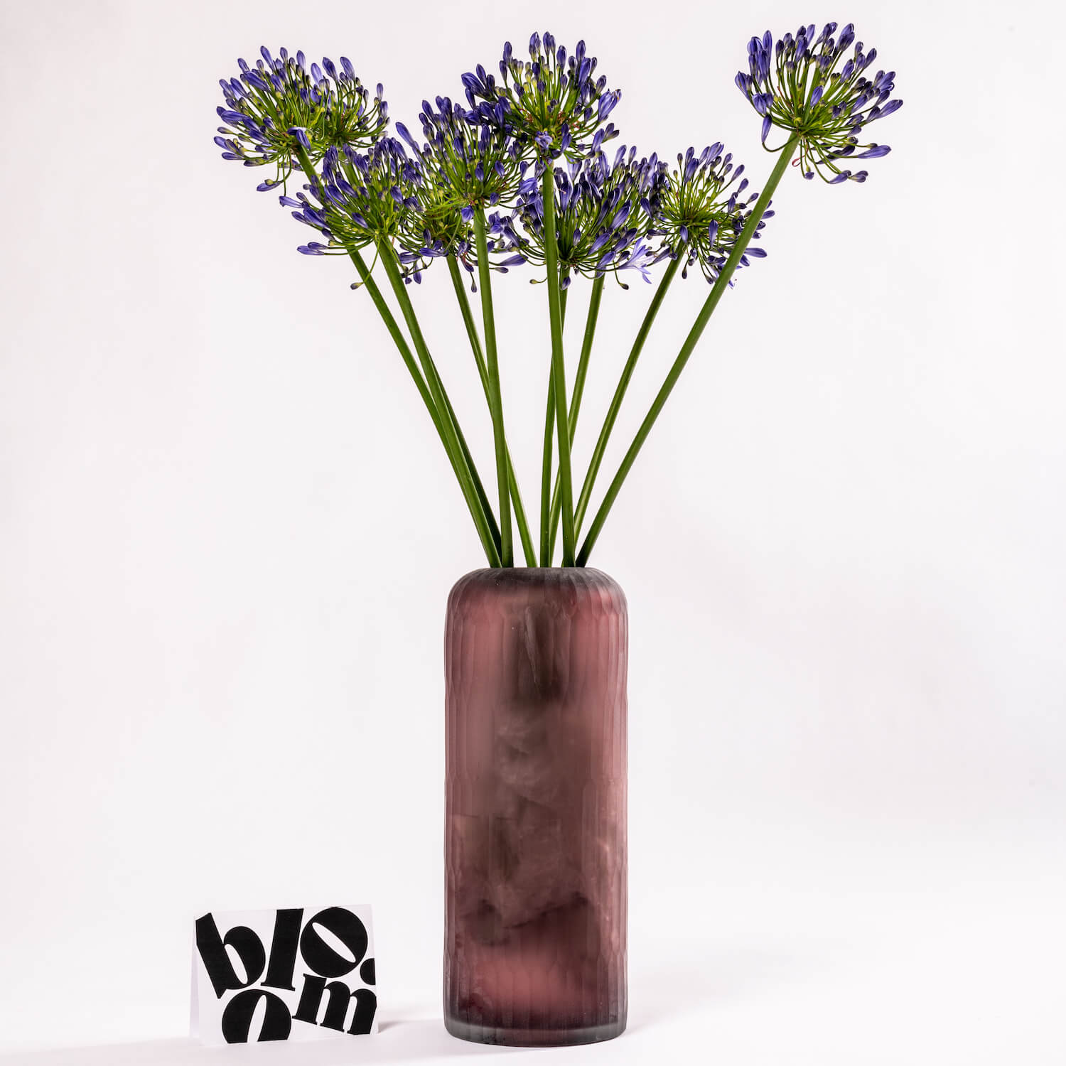 Blue Agapanthus