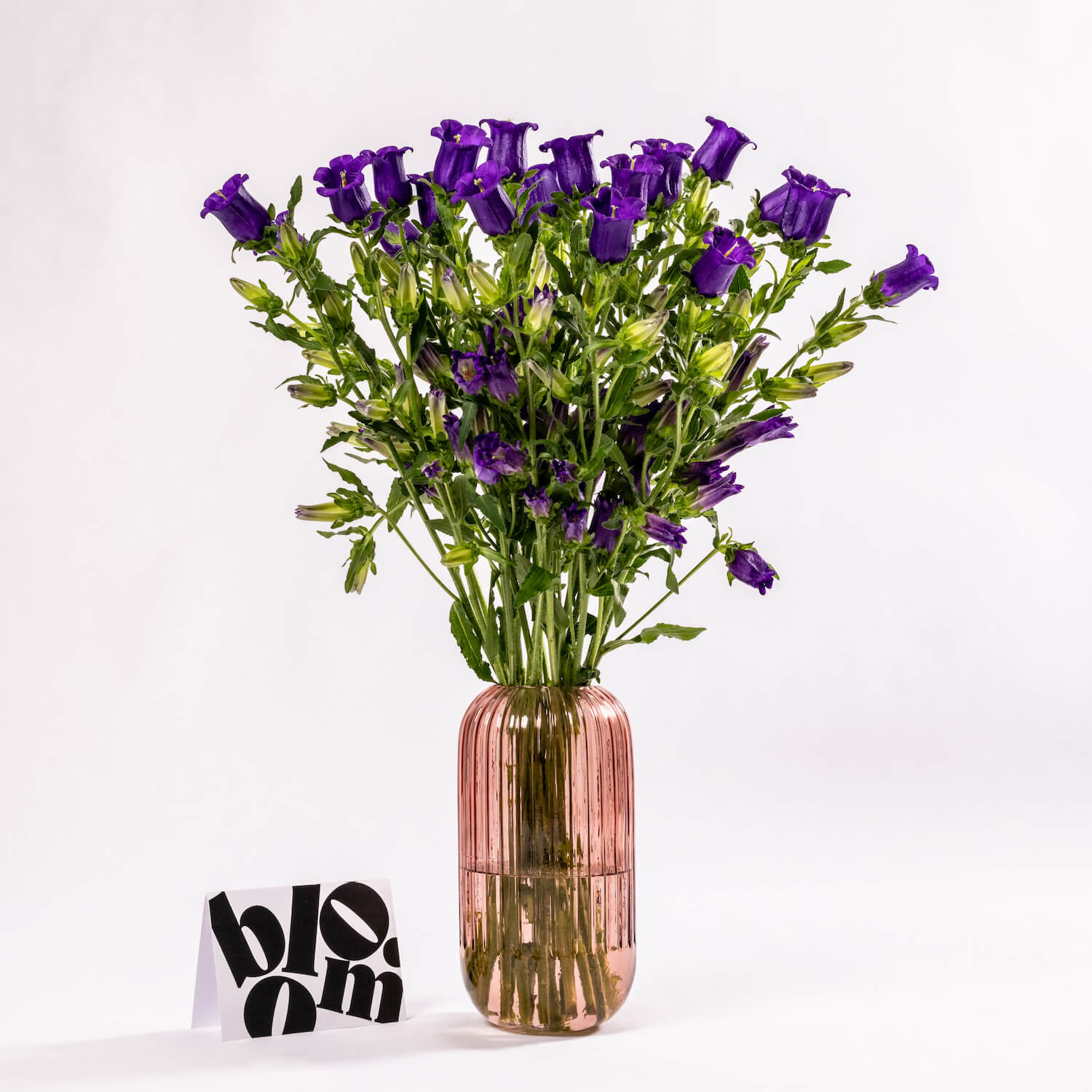 Purple Campanula