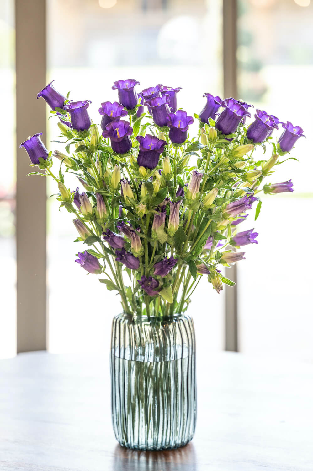 Purple Campanula