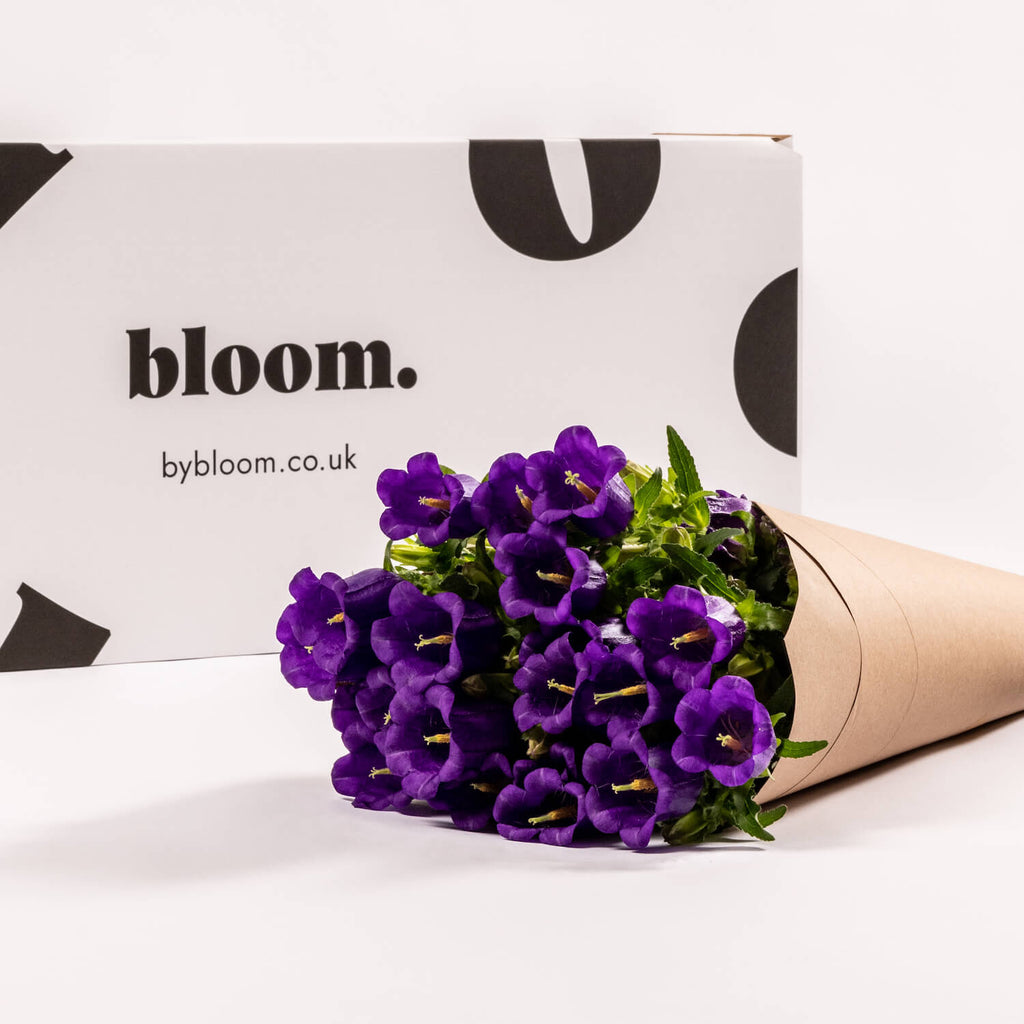 Purple Campanula
£45.00