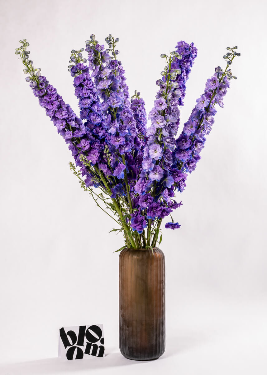 Purple Velvet Delphinium