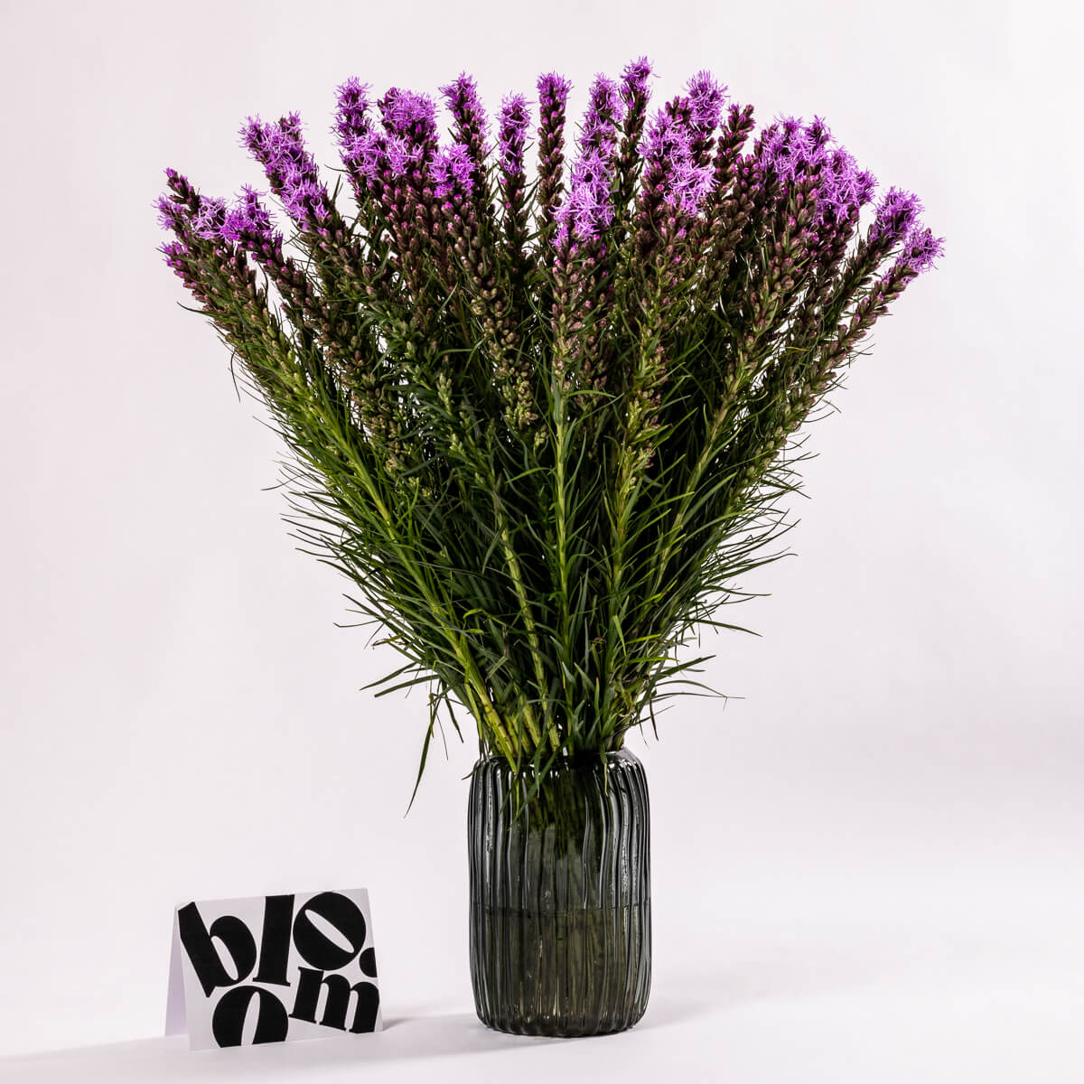 Purple Liatris