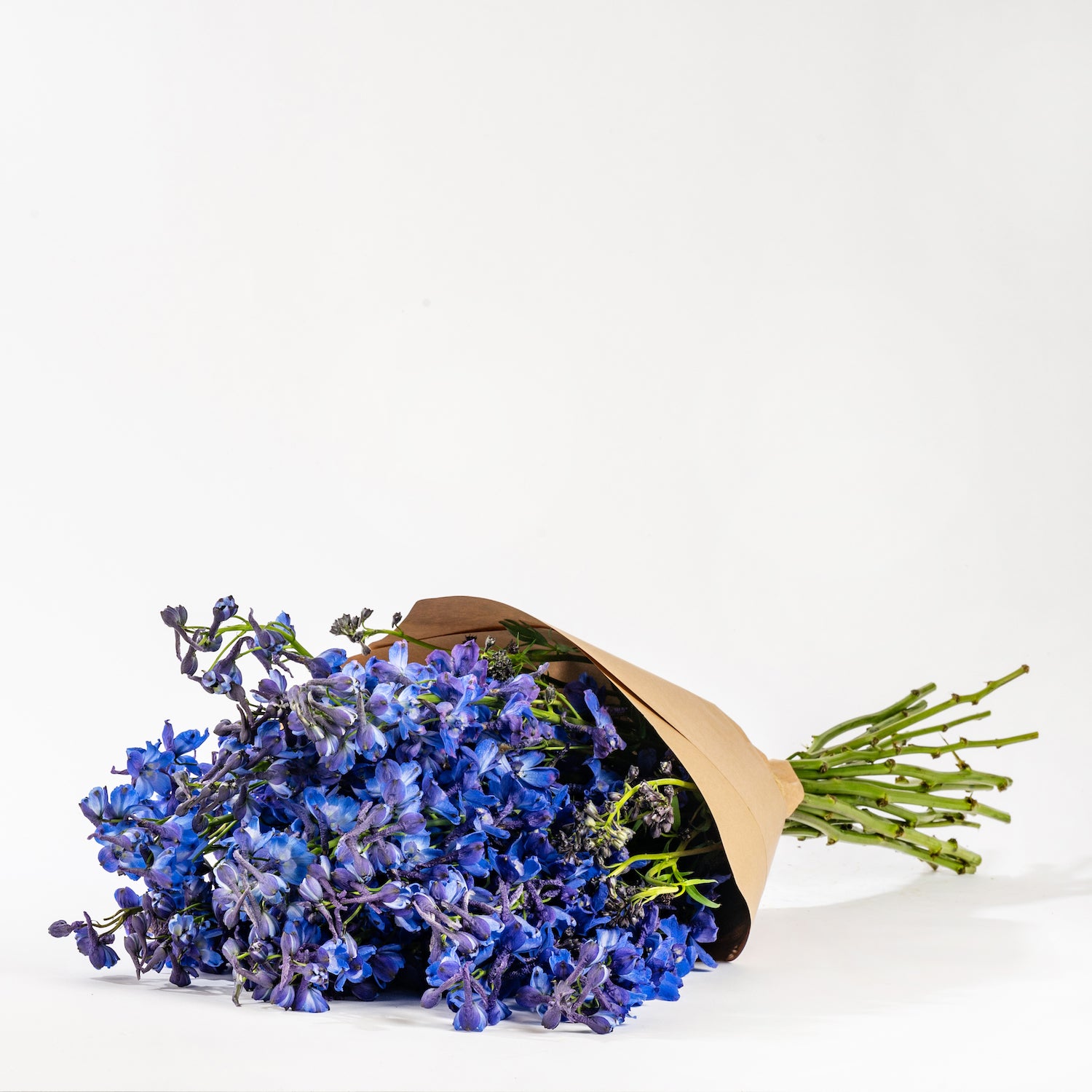 Ultra Marine Blue Delphinium