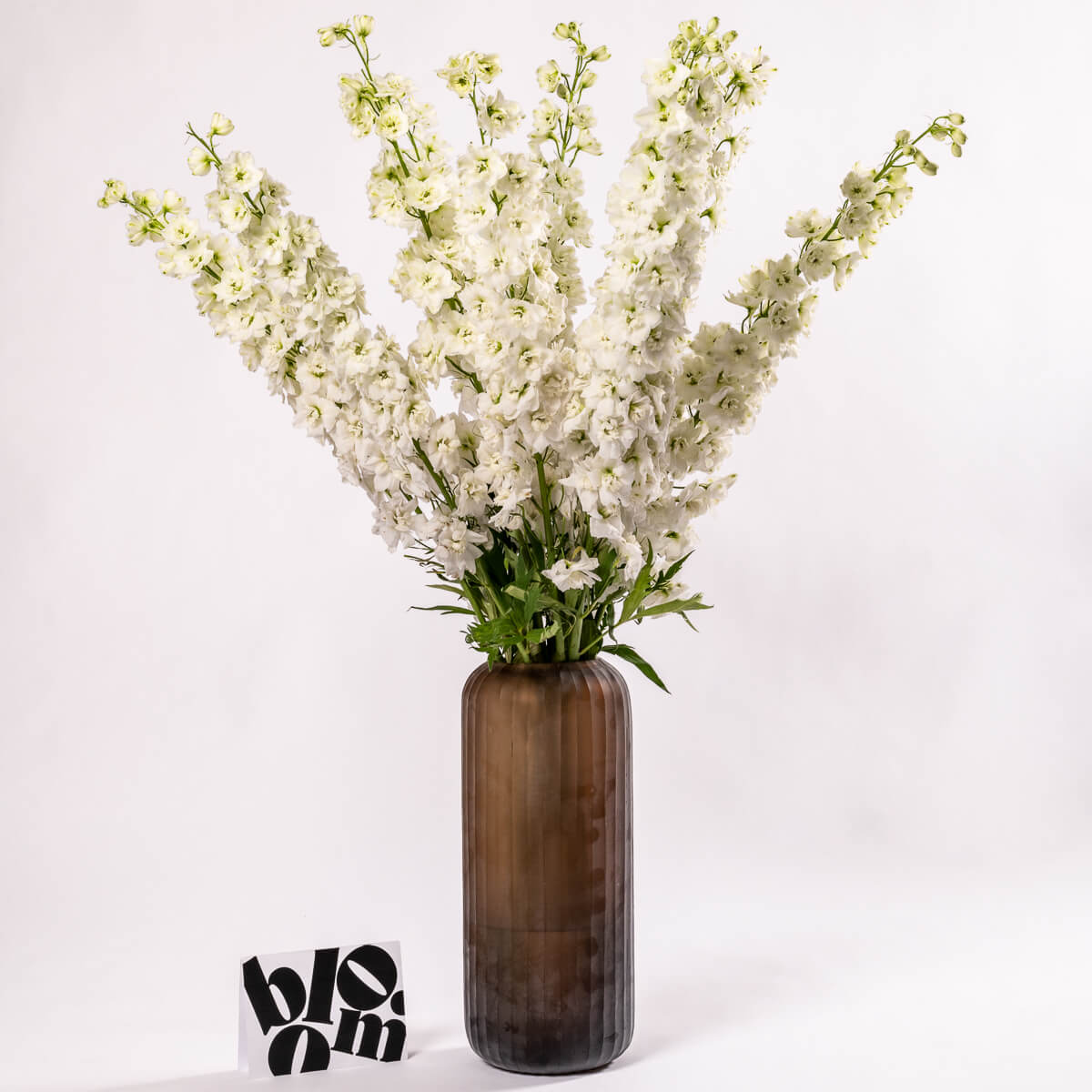 Porcelain White Delphinium